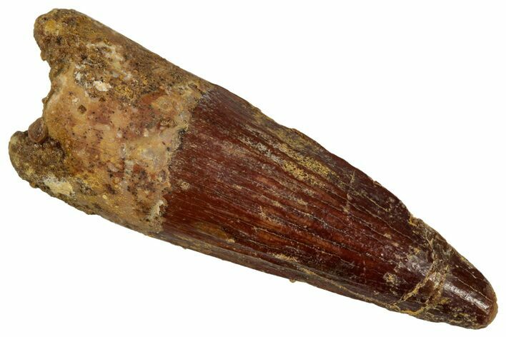 Juvenile Fossil Spinosaurus Tooth - Real Dinosaur Tooth #348726